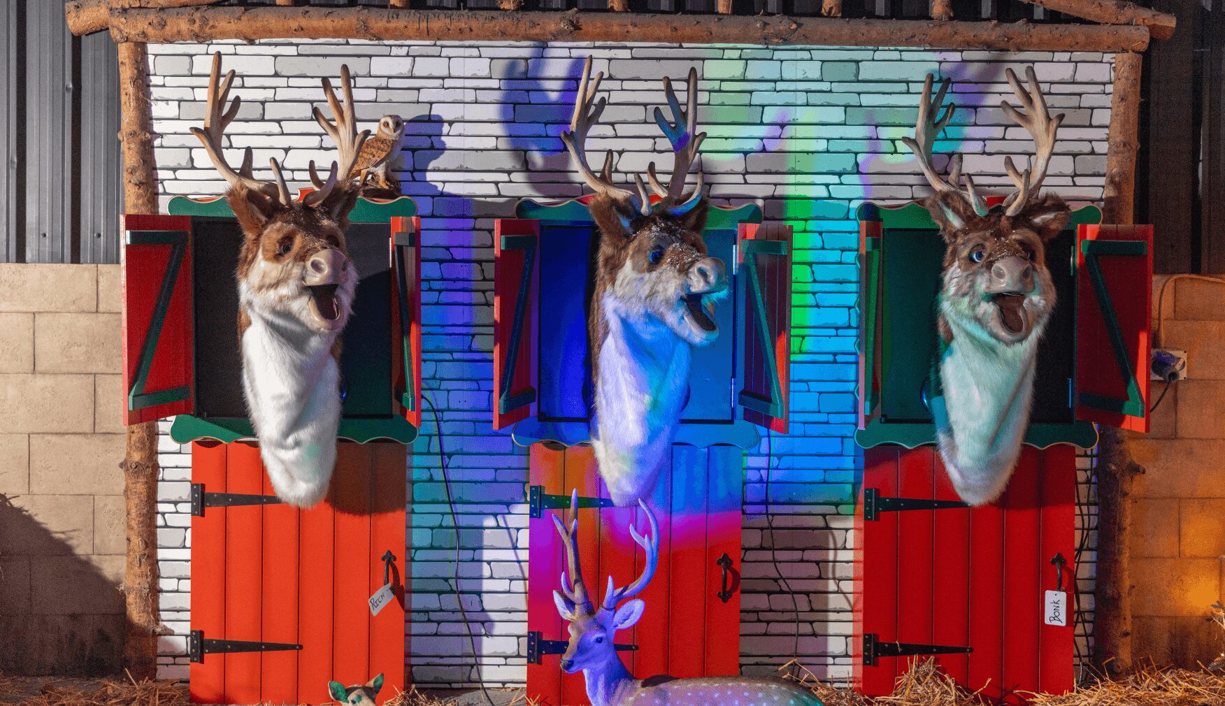 Singing Reindeer at Statfold Country Park